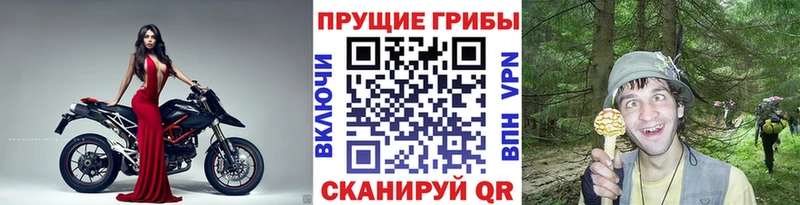 Купить  Кедровый  Галлюциногенные грибы ЛСД 
